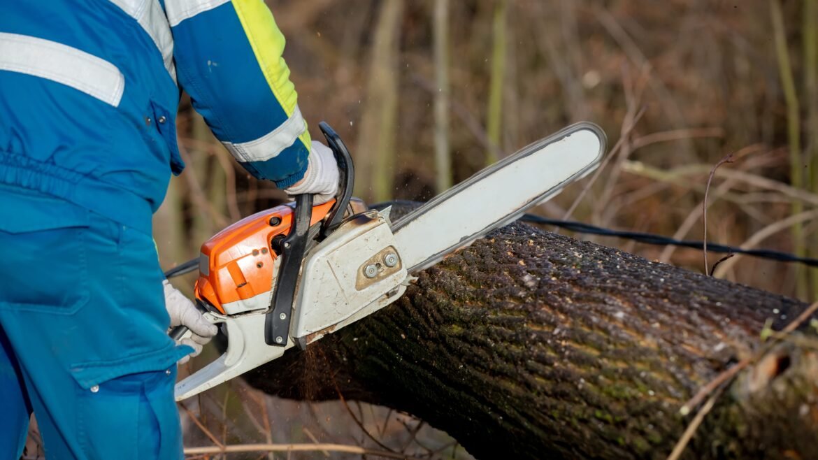 Your Guide To Choosing The Best Tree Service in Texas