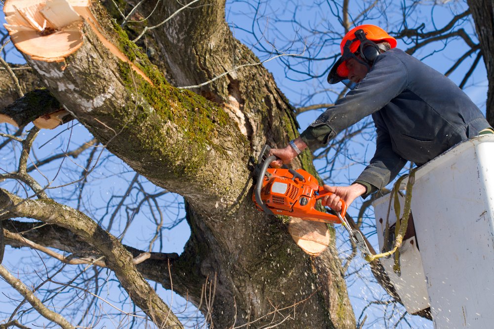 4 Incredible Benefits Of Tree Trimming And Pruning