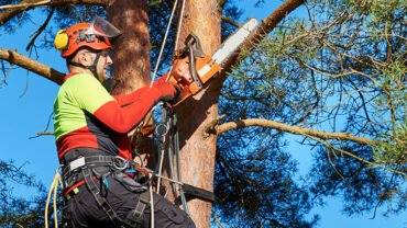 4 Nerve-Wracking Horrendous Dangers from DIY Tree Care and Maintenance