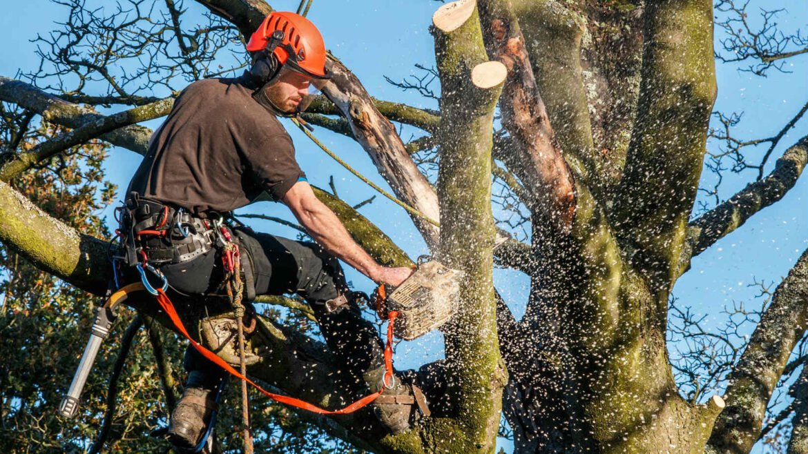 4 Things to Look for while Hiring a Tree Services Company