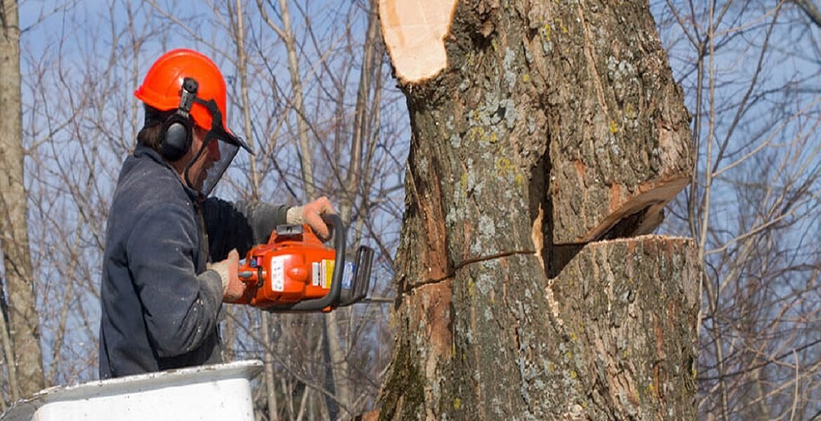 5 Quintessential Tools That Homeowners Must-Have For DIY Tree Care