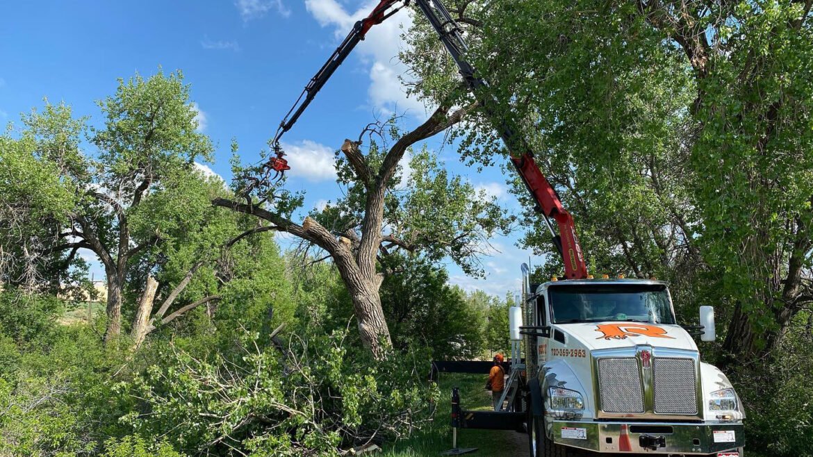 Tree Care FAQ: 6 Most Common Questions Clients Ask Frequently!