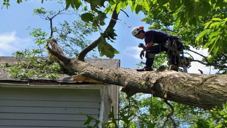 5 Amazing Benefits of Hiring Professional Tree Removal Services