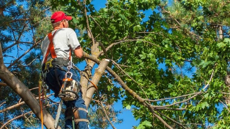 6 Incredible Benefits of Hiring Professional Tree Care Services