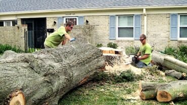 Why Should You Hire Professionals For Tree Removal Services?
