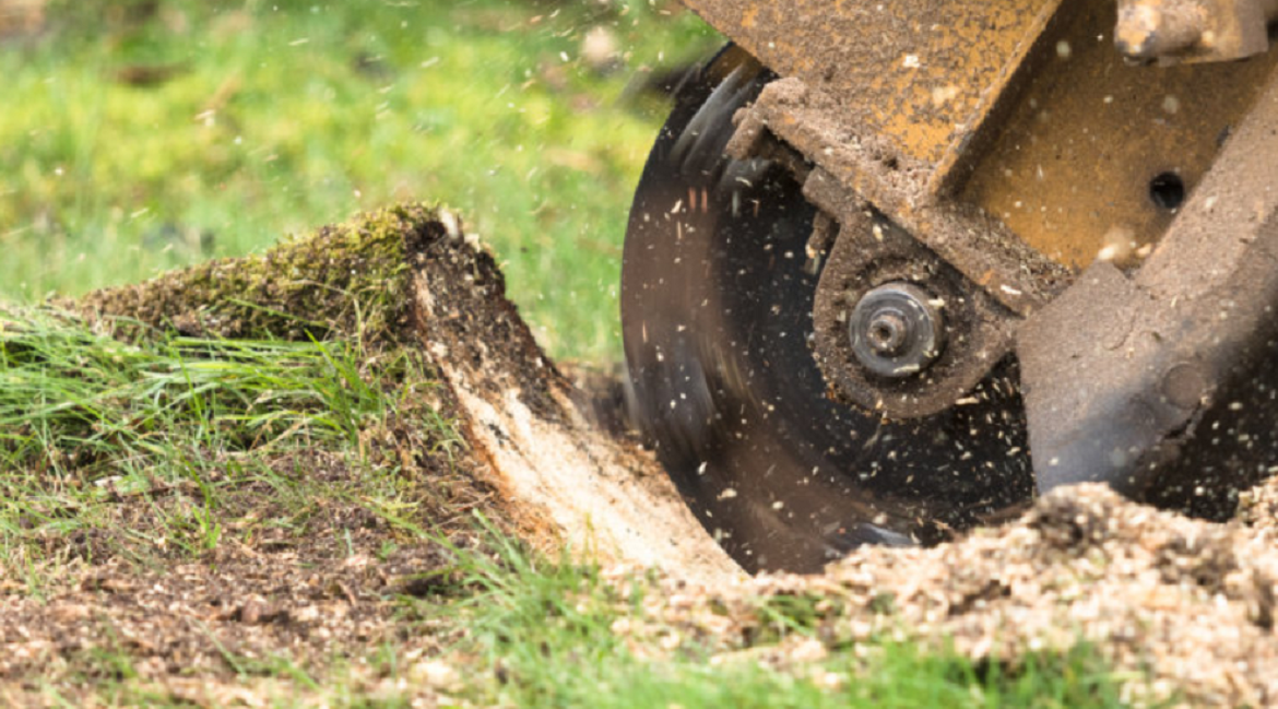 A Detailed Safety Guide For Tree Stump Removal