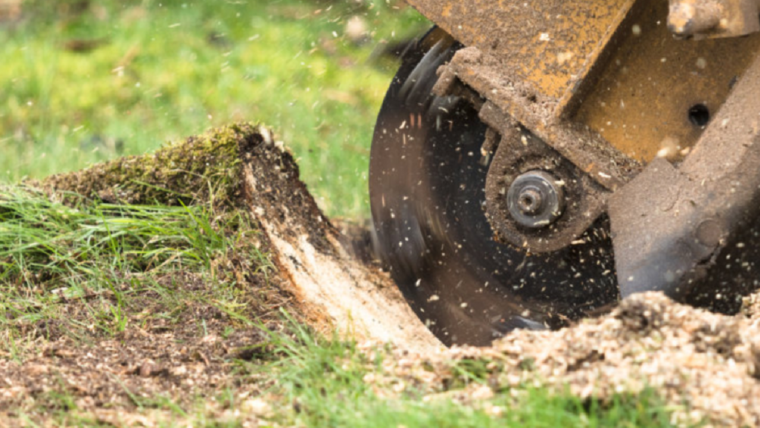 A Detailed Safety Guide For Tree Stump Removal