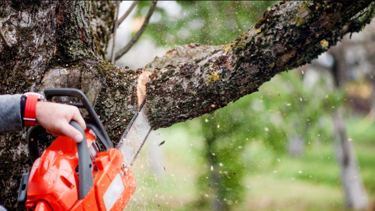 Important Tree Cutting Tips and Techniques to Remember