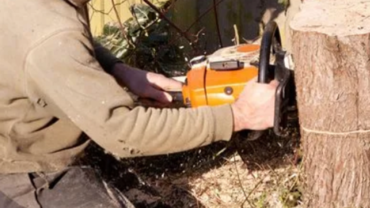 Not Sure How to Start Stump Removal? Know How!