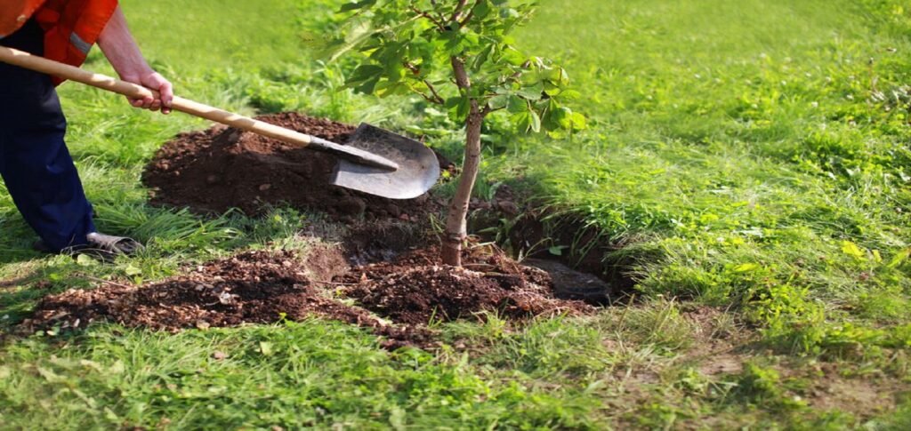 When and How Should Transplant Trees in Property? 2142336920