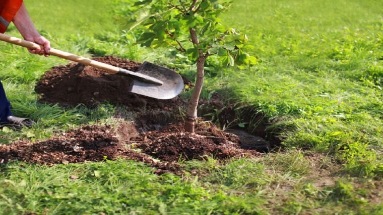 When and How Should Transplant Trees in Property?