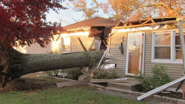4 Times To Immediately Call an Emergency Tree Service