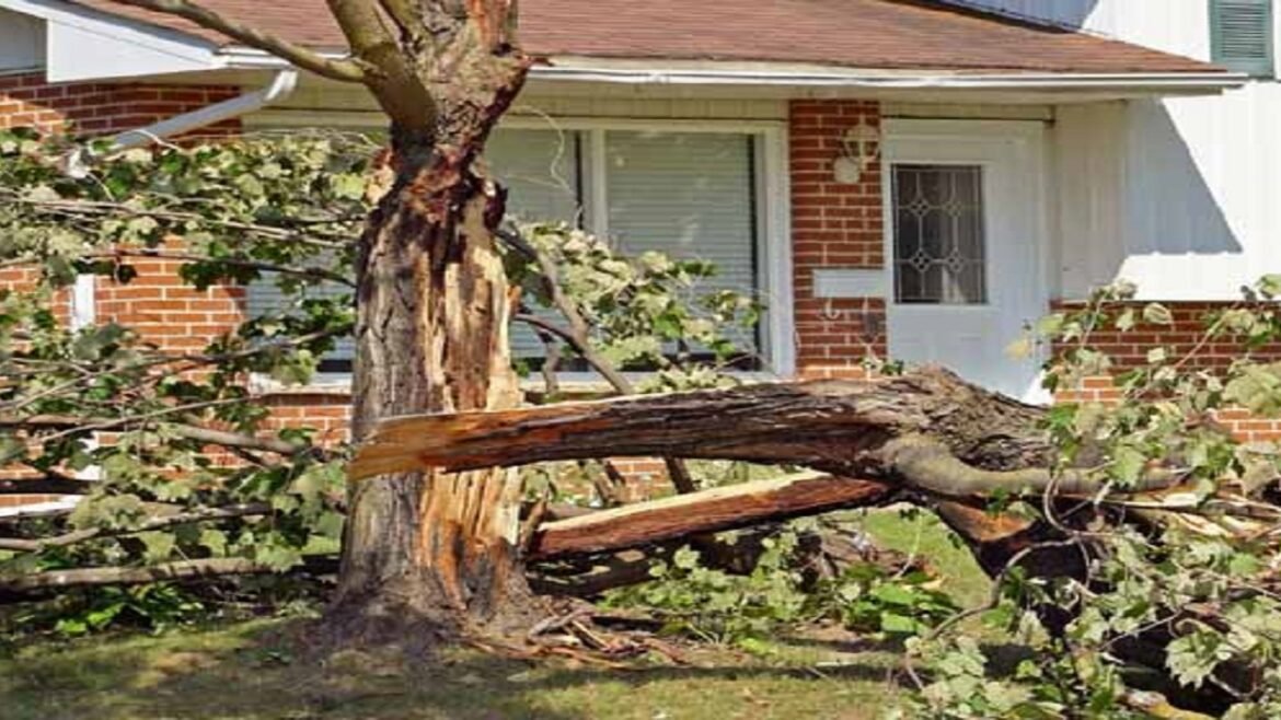 5 Qualities of a Professional Tree Removal Service