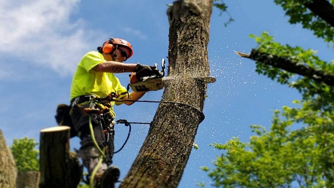 Top Imperative Signs you Need Urgent Tree Removal Services