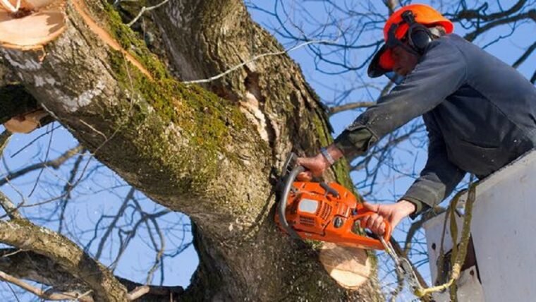 Cost Of Professional Tree Removal Services 2022: Your Expert Guide