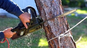 Pricing Guide: How Much Does Professional Tree Trimming Services Cost?